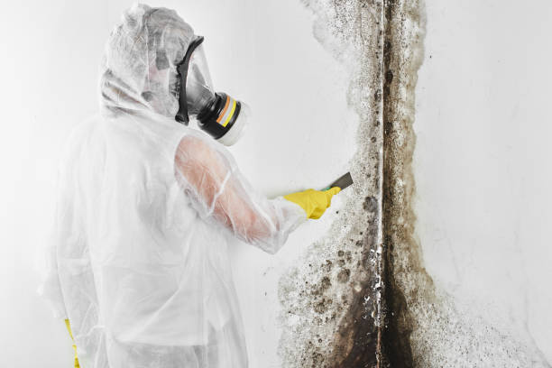Best Certified Mold Removal  in Soquel, CA