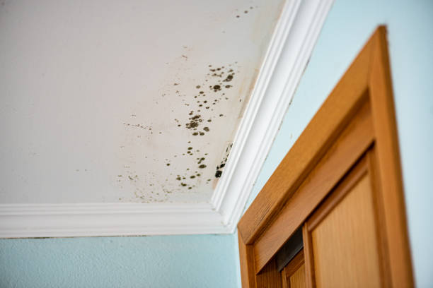 Best Crawl Space Mold Removal  in Soquel, CA