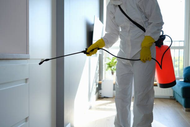 Best Local Mold Removal Service  in Soquel, CA