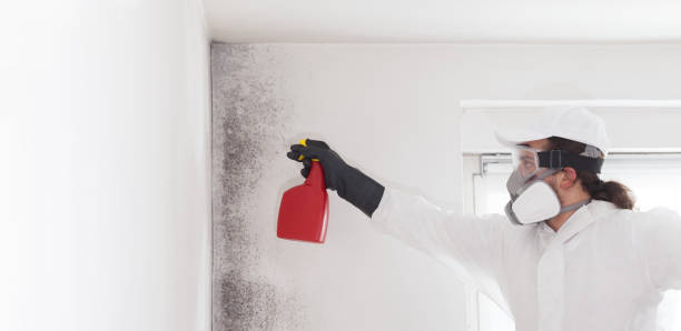 Mold Removal Process in Soquel, CA