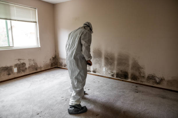 Best Attic Mold Removal  in Soquel, CA