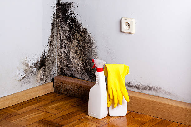 Home Mold Removal in Soquel, CA
